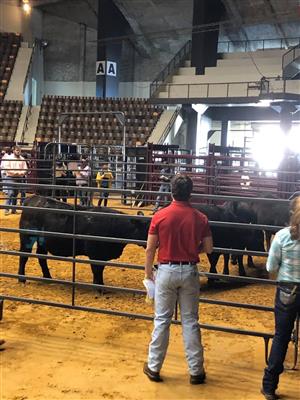 Livestock Judging 3 